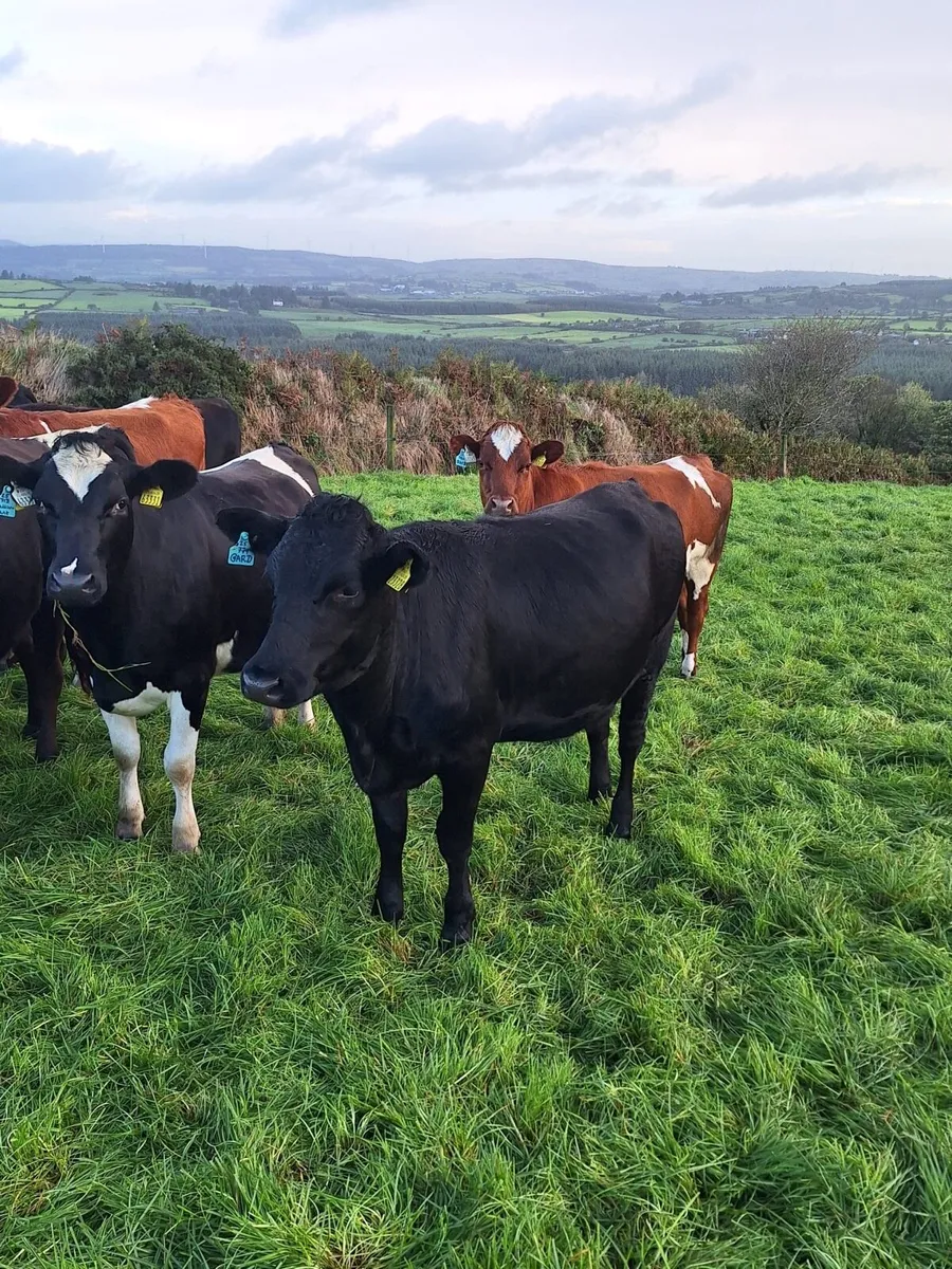 Incalf heifers - Image 1