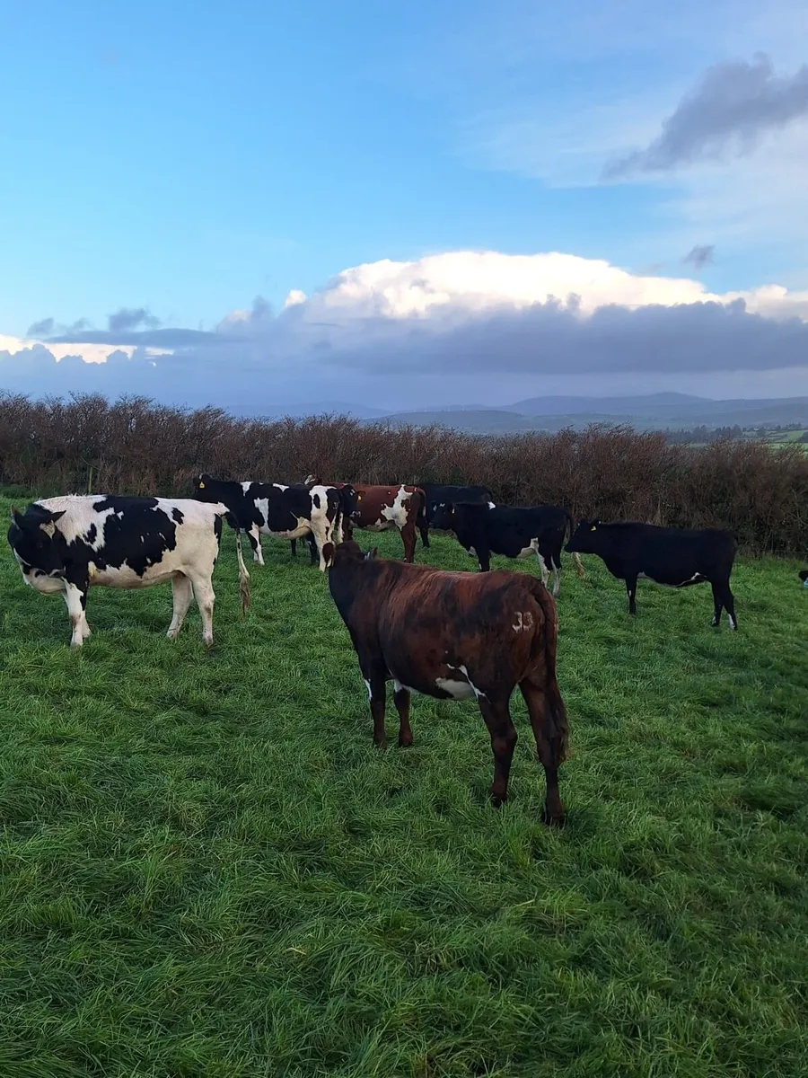 Incalf heifers - Image 4