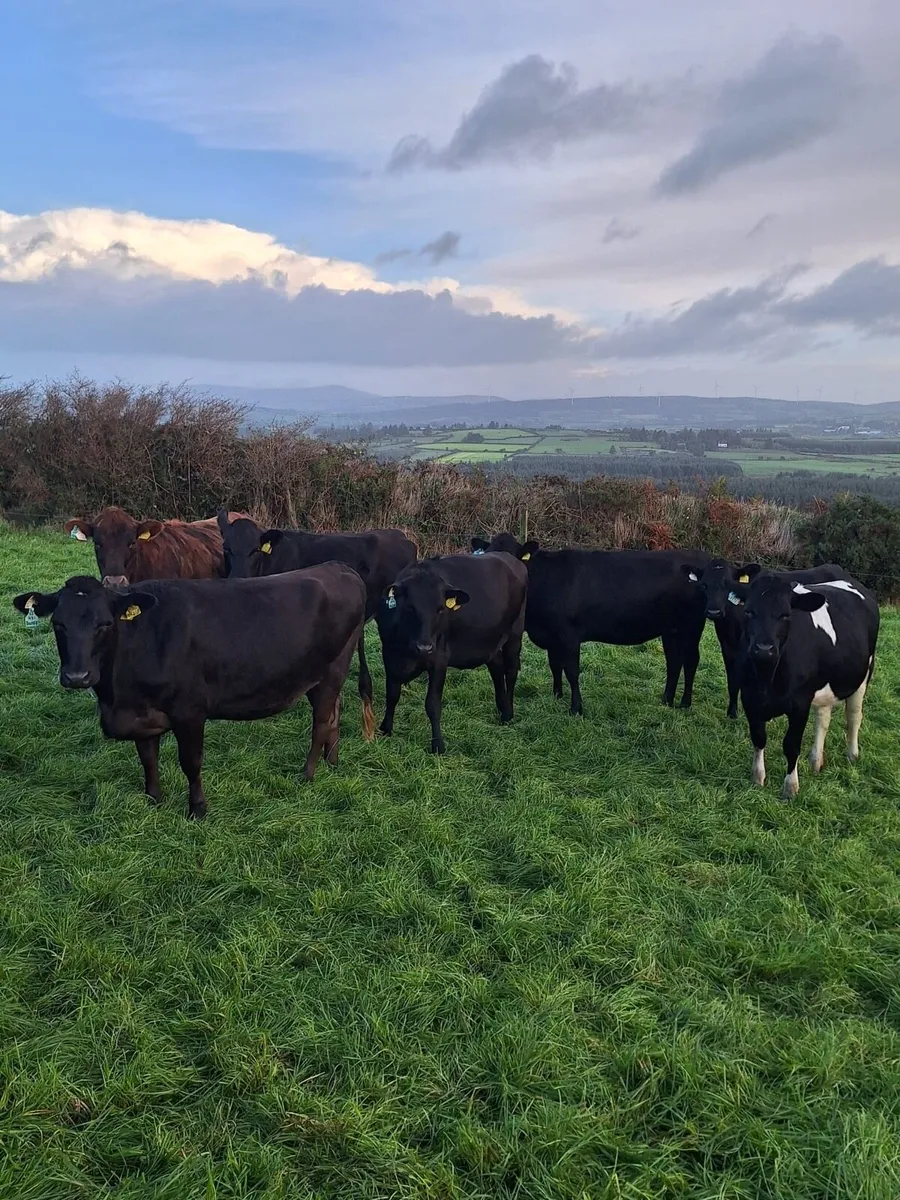 Incalf heifers - Image 2