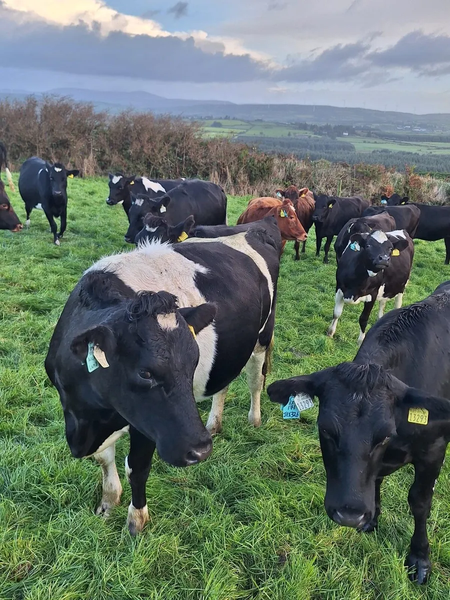Incalf heifers - Image 3