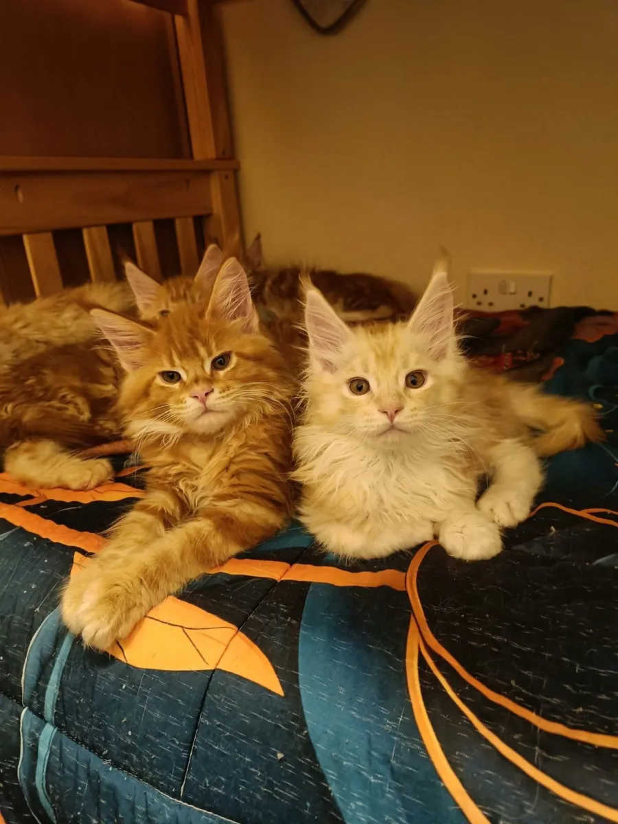 Maine Coon kitty Ilyas  for sale. - Image 3