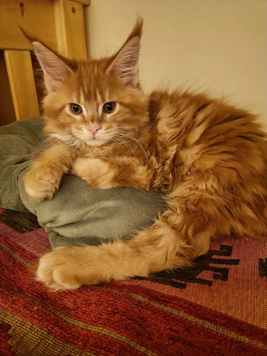 Maine Coon kitty Ilyas  for sale. - Image 4