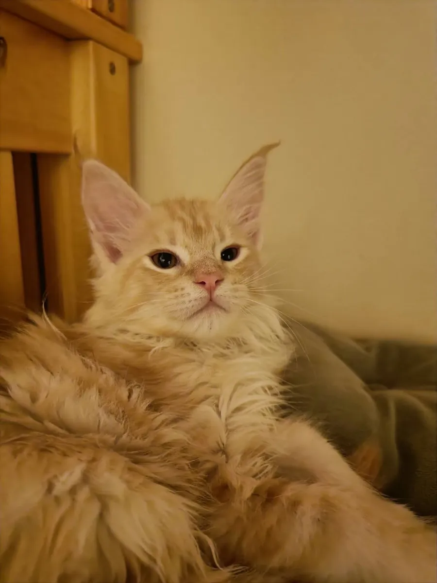 Maine Coon kitty  Indi  for sale. - Image 2