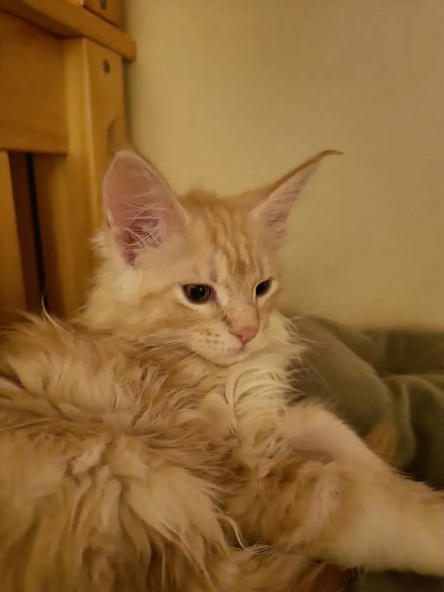 Maine Coon kitty  Indi  for sale. - Image 4