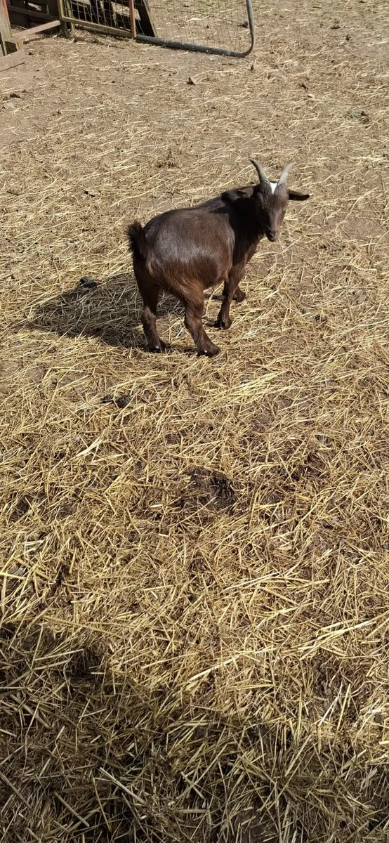 Pygmy goats - Image 2