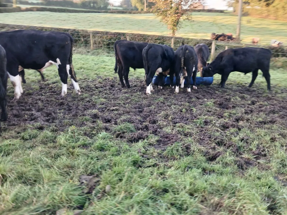 Bullocks/bulls - Image 2