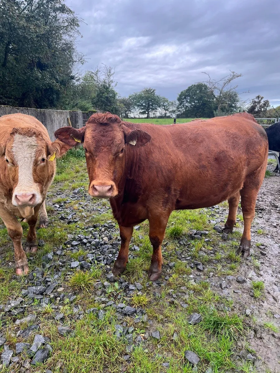 Springing heifers - Image 3