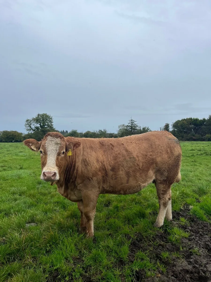 Springing heifers - Image 2