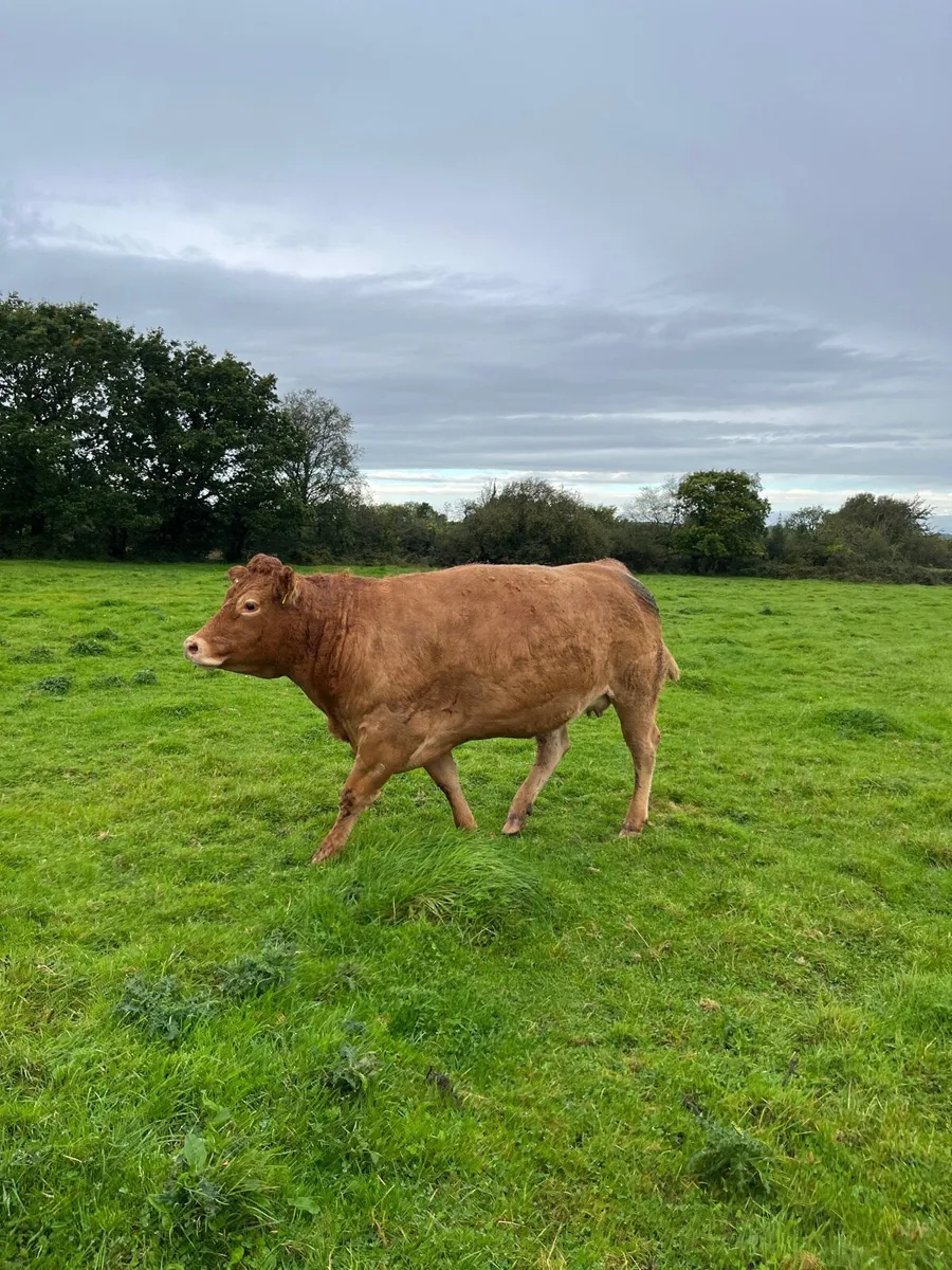 Springing heifers - Image 4