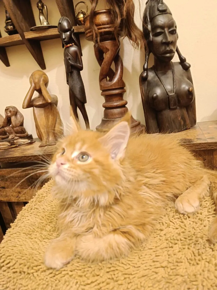 Maine Coon kitty Isidor  for sale. - Image 2