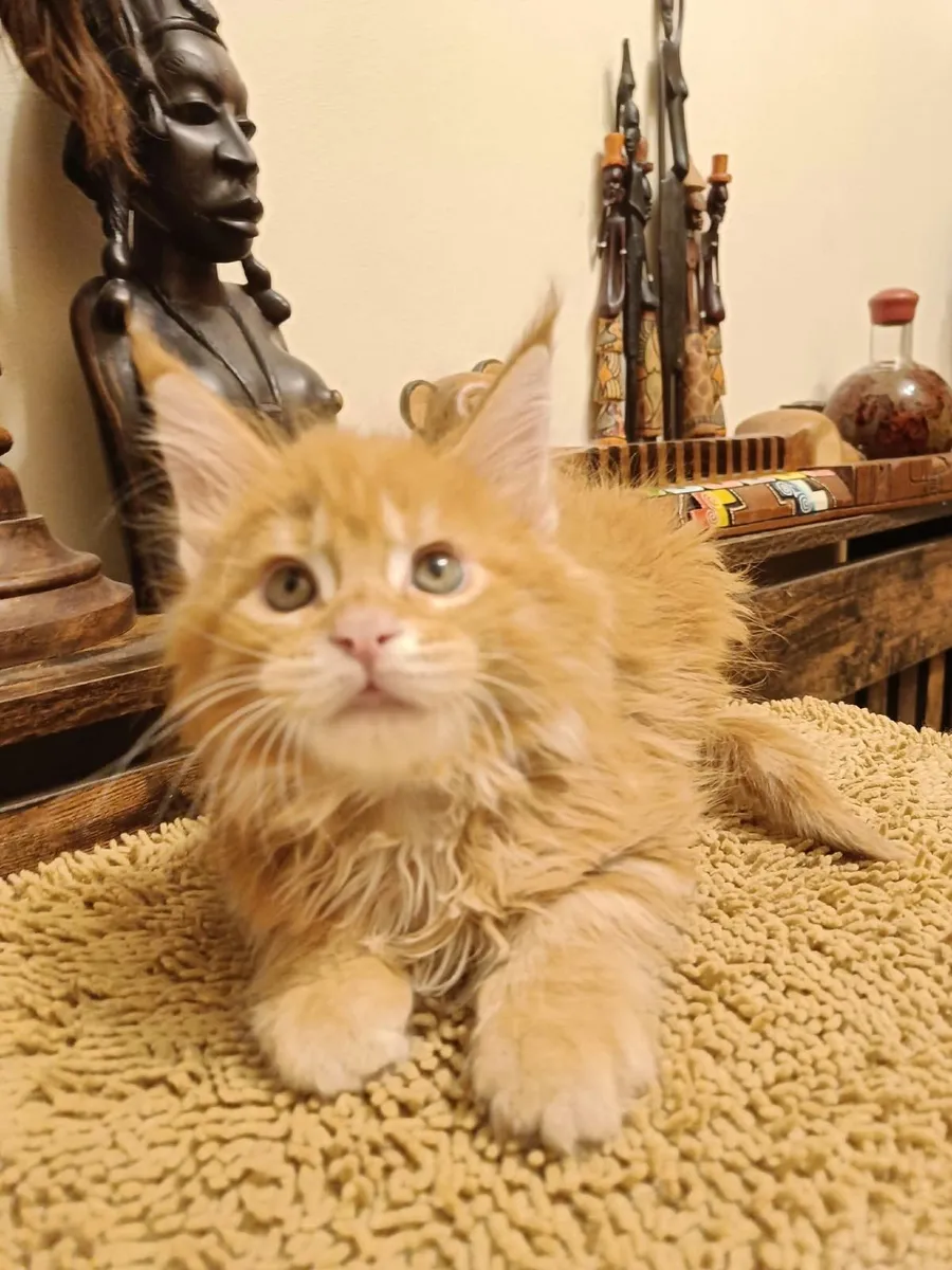 Maine Coon kitty Isidor  for sale. - Image 4