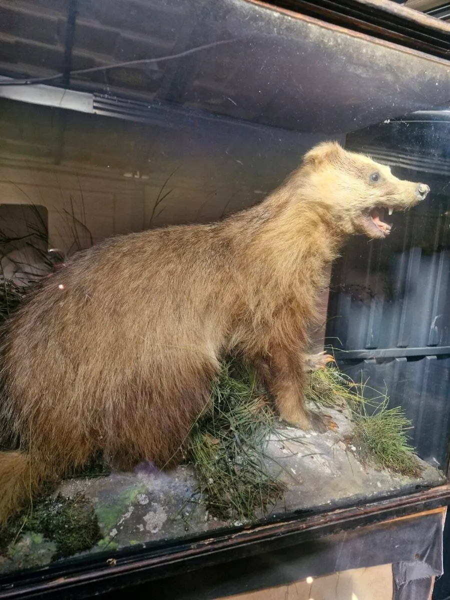 Antique taxidermy - Image 3