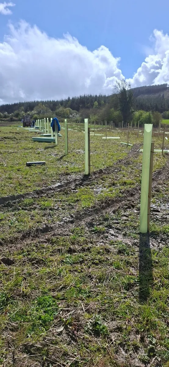 Agroforestry - Image 1