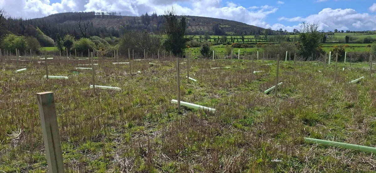 Agroforestry - Image 2