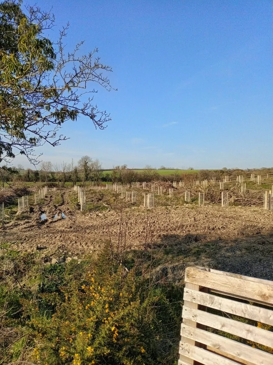 Ash Forestry to Agroforestry - Image 2