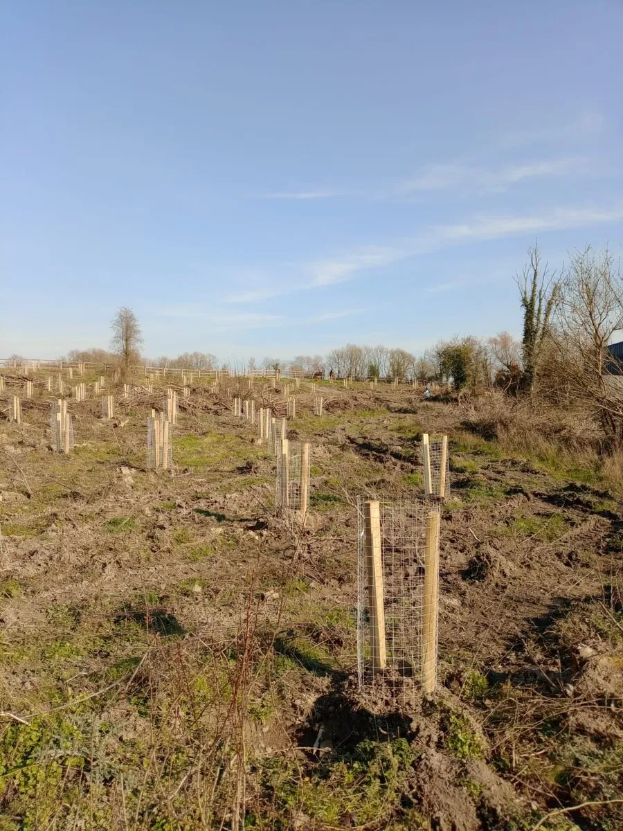 Ash Forestry to Agroforestry - Image 3