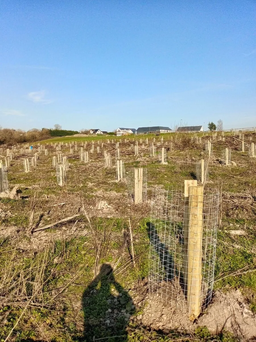 Ash Forestry to Agroforestry - Image 1