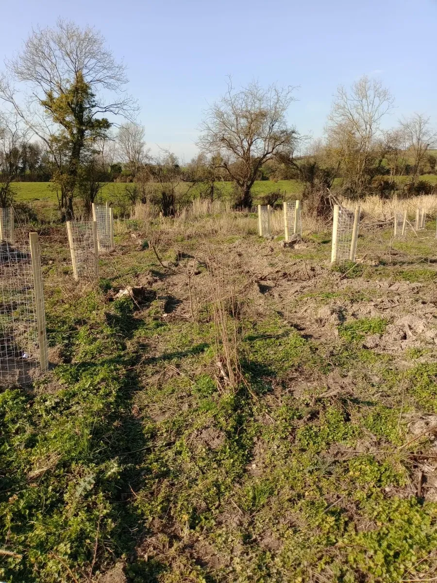 Ash Forestry to Agroforestry - Image 4