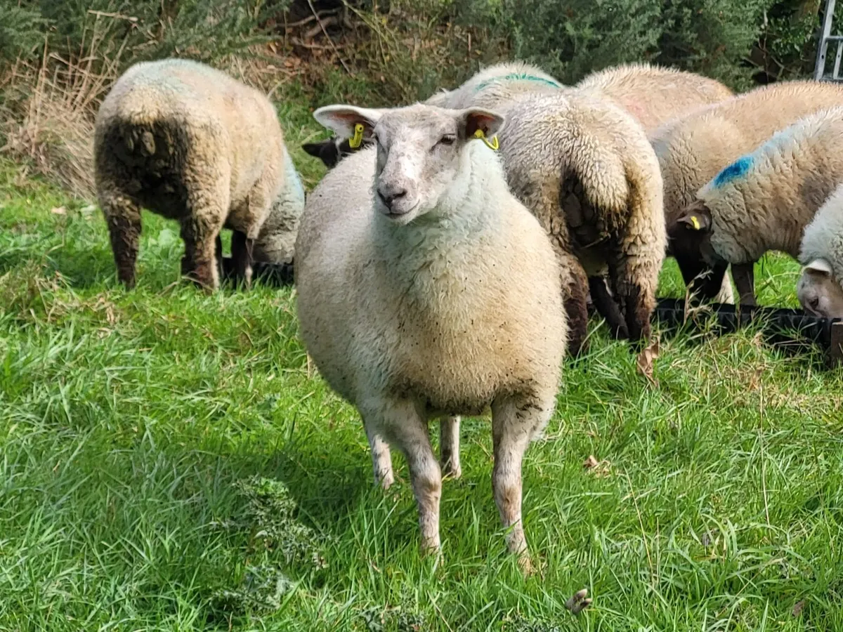 Organic Ewe Lambs