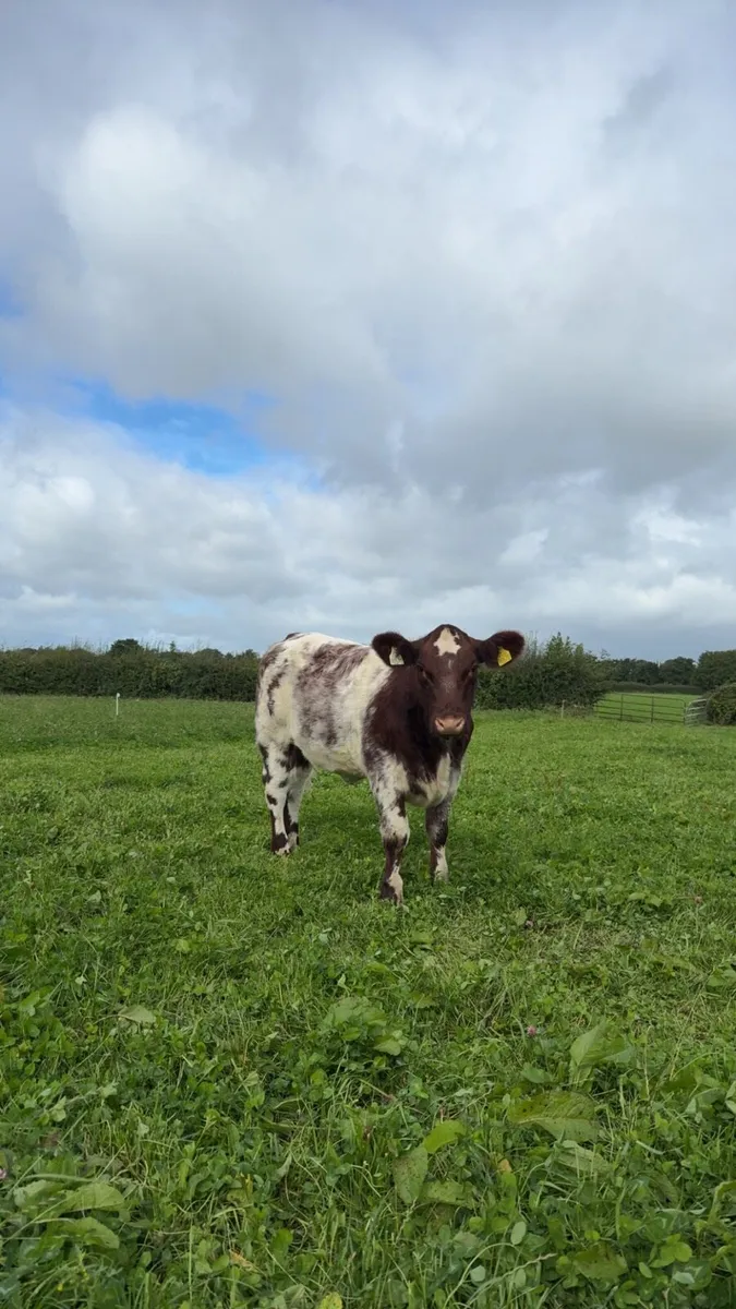 Pedigree Shorthorn Heifers
