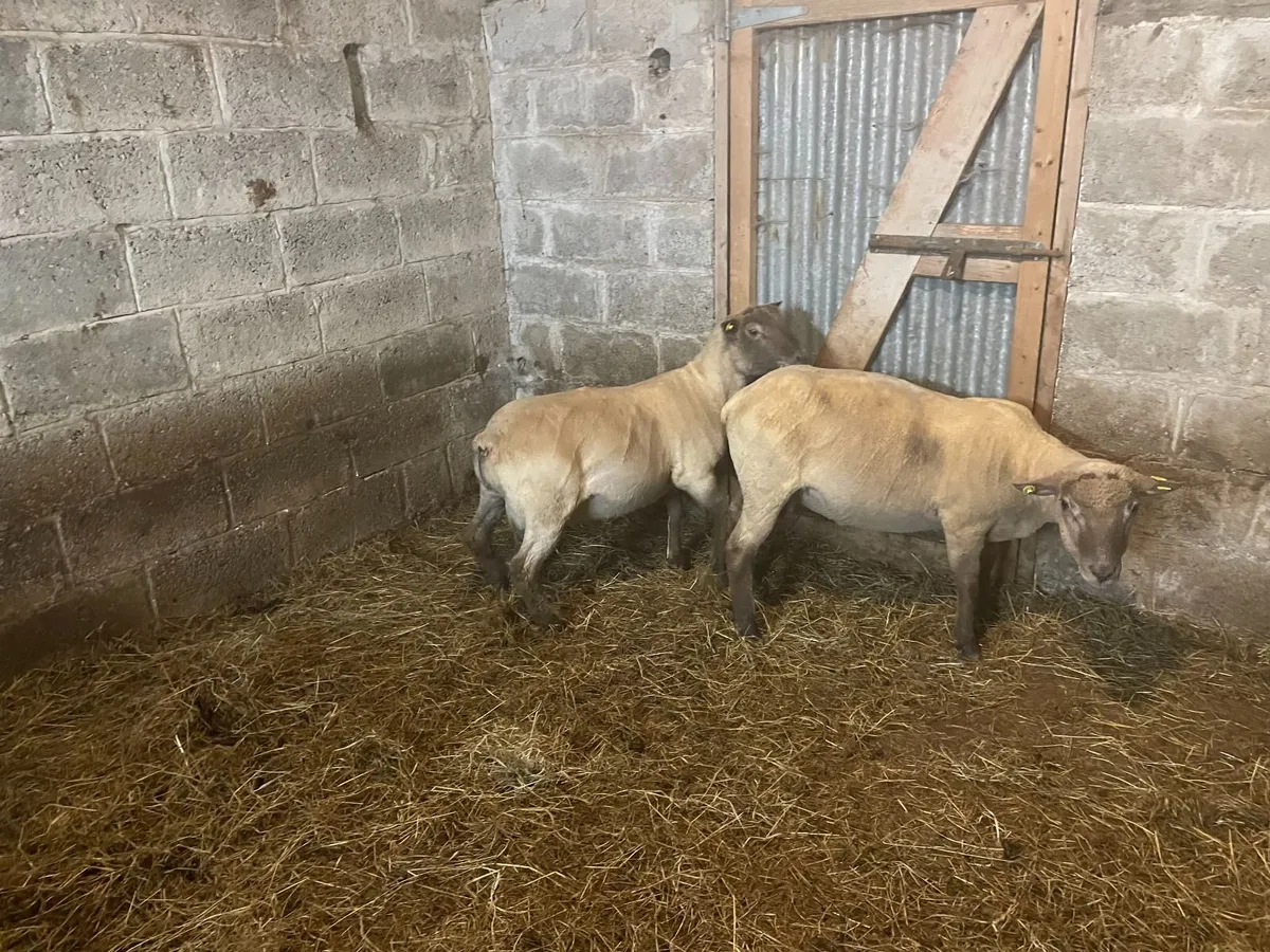 Shearling Rams - Image 3