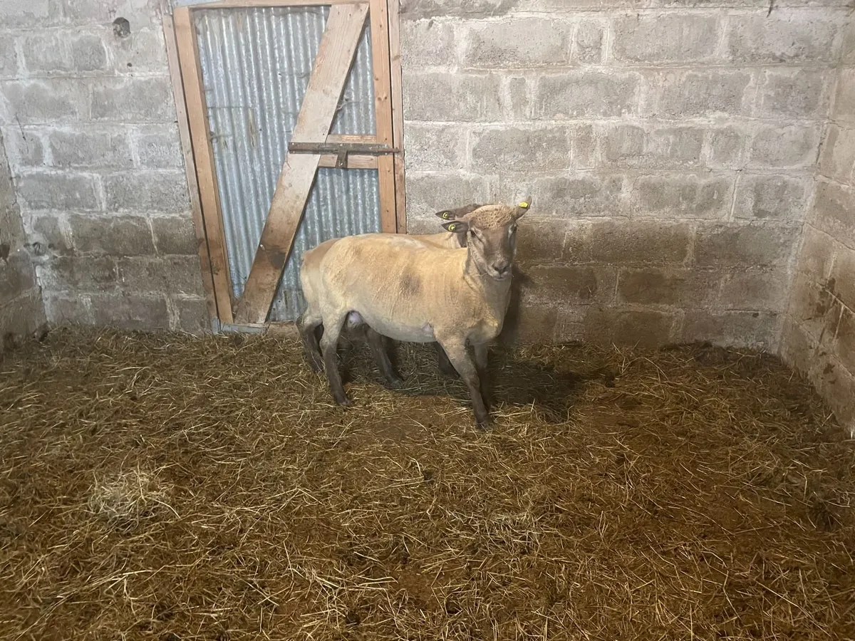 Shearling Rams - Image 1