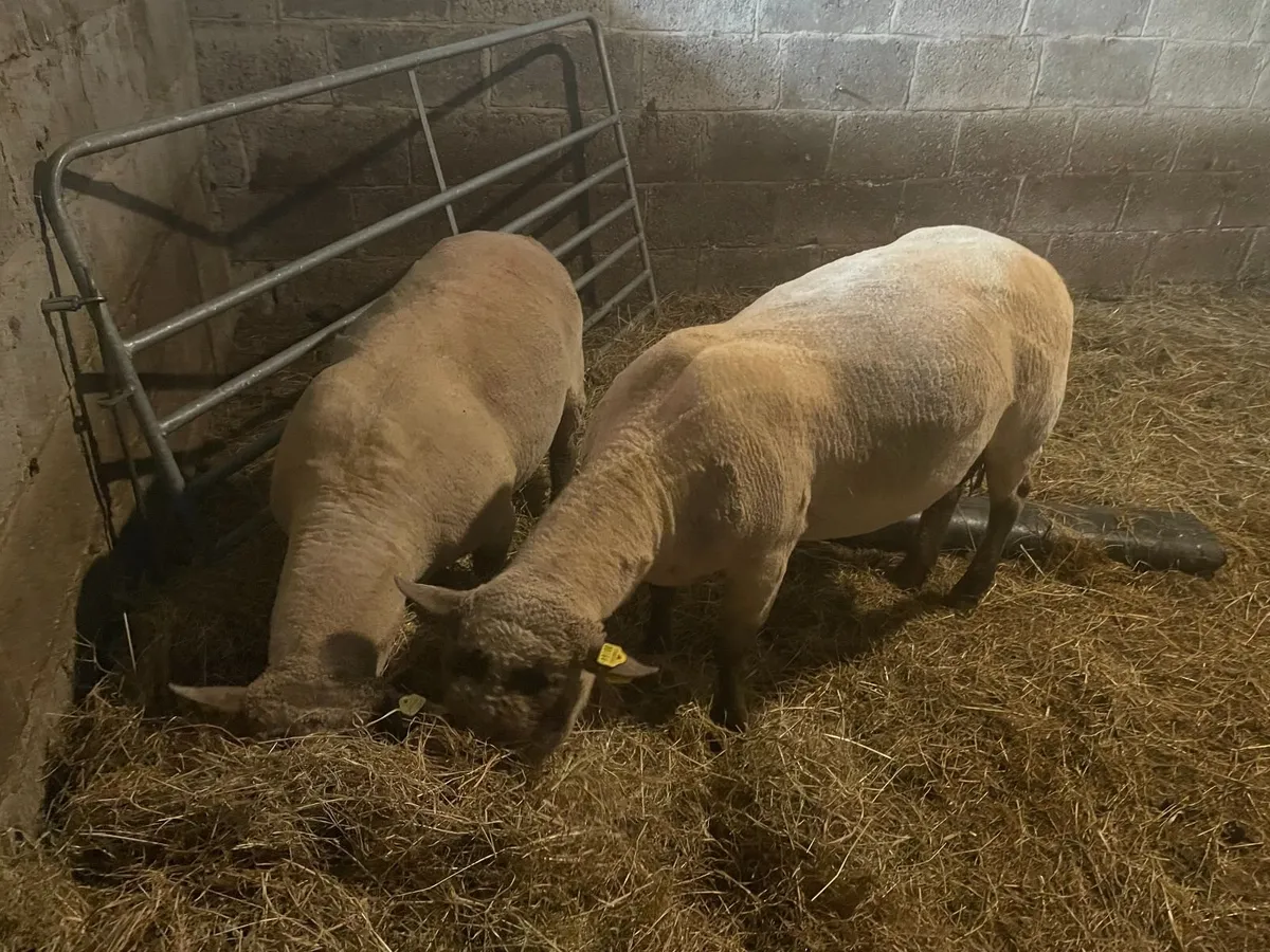 Shearling Rams - Image 2