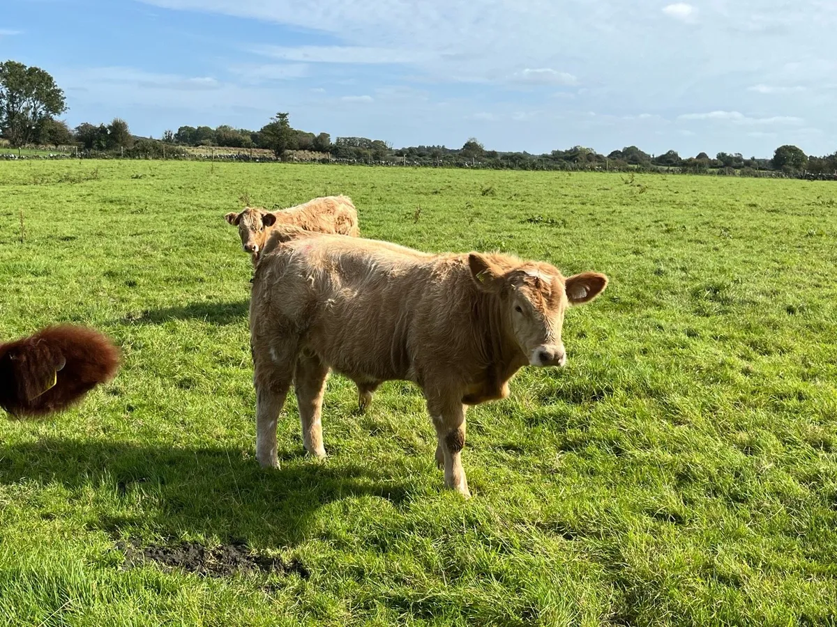 Bull weanlings - Image 2
