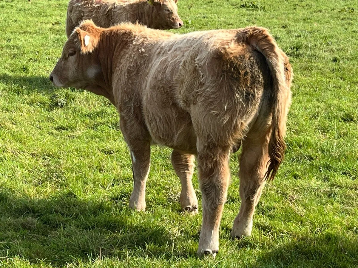 Bull weanlings - Image 3