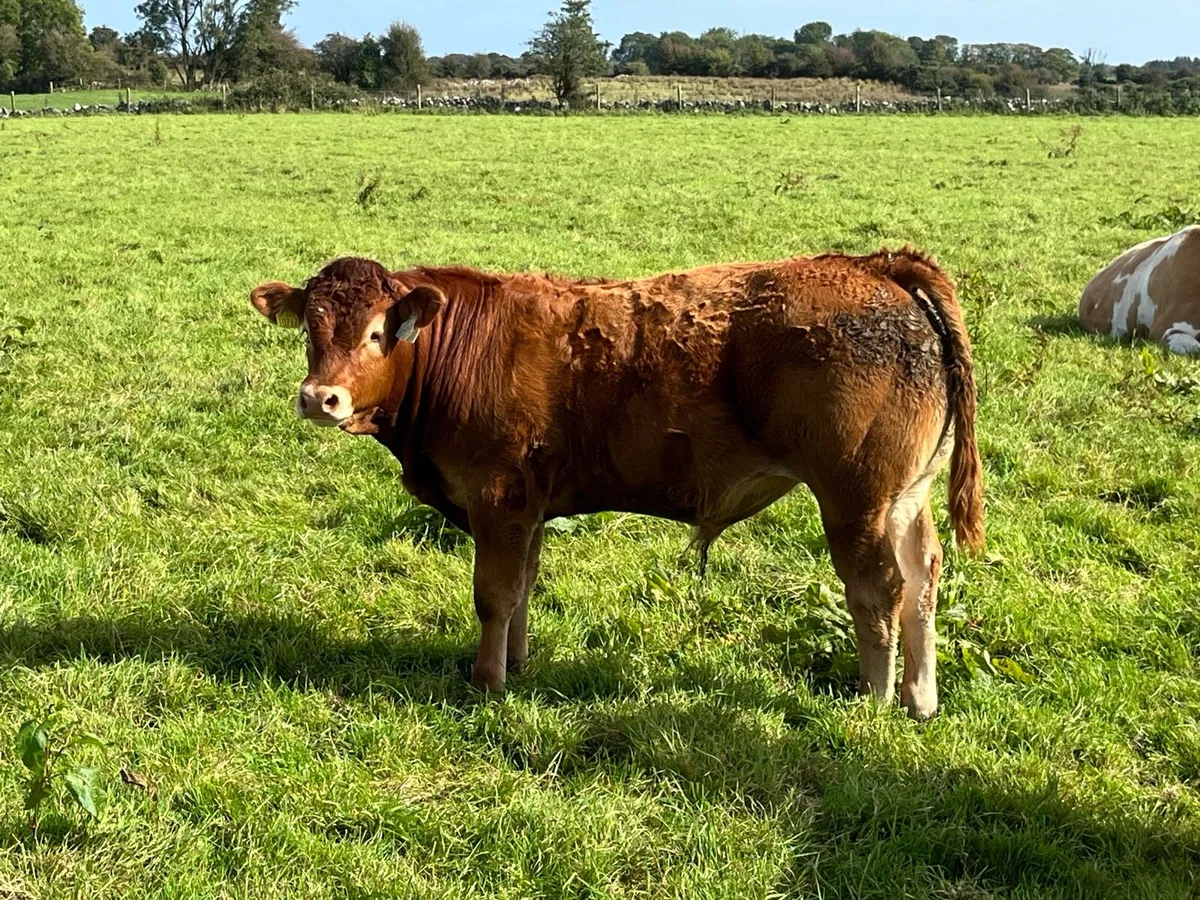 Bull weanlings - Image 4