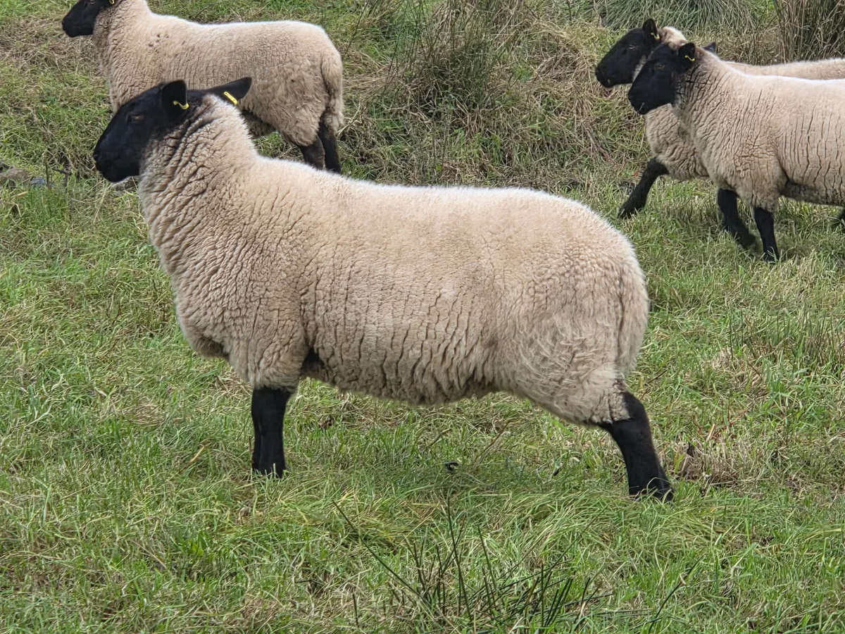 61 Suffolk Hogget Ewes - Image 4