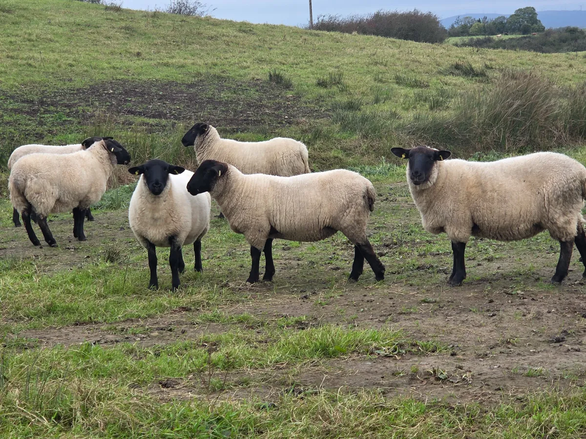 61 Suffolk Hogget Ewes - Image 2