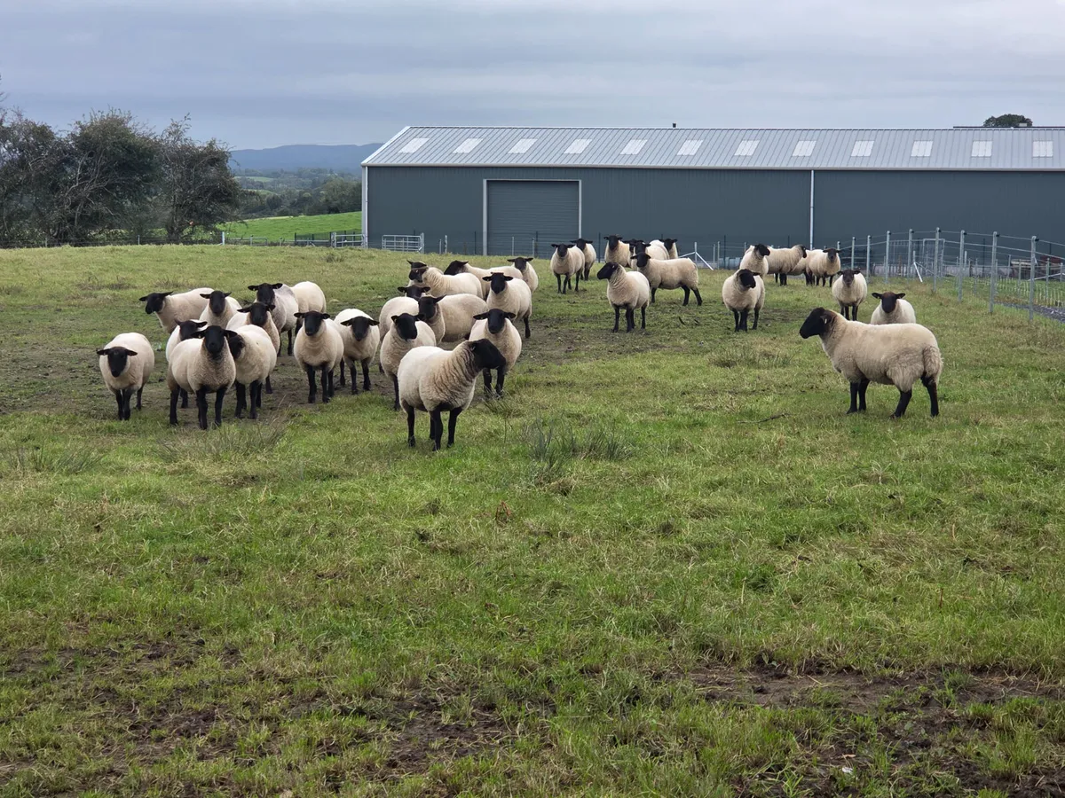 61 Suffolk Hogget Ewes - Image 1