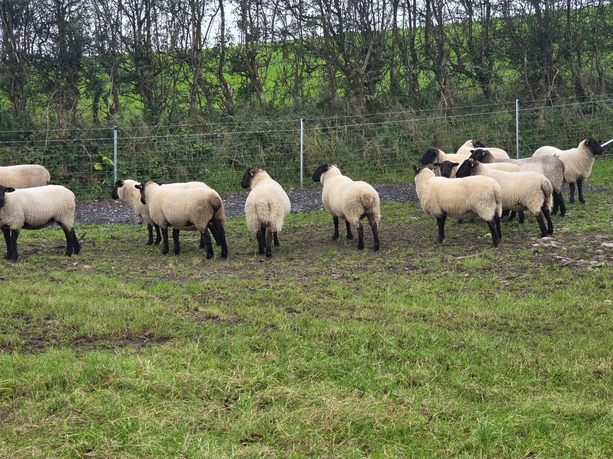 61 Suffolk Hogget Ewes - Image 3