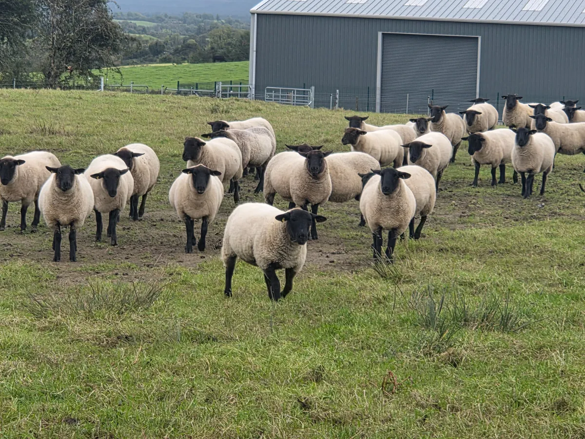 21 Suffolk Hogget Ewes - Image 4