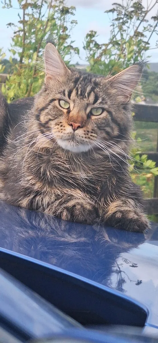 Maine Coon Kittens - Image 1