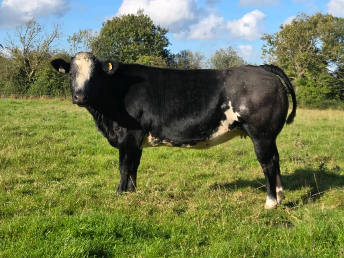 3 incalf heifers *Ballinasloe Mart Saturday 3rd* - Image 2