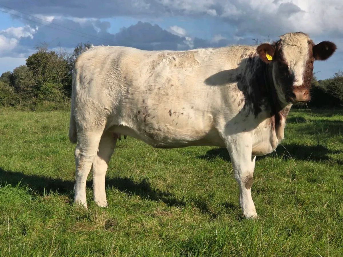 3 incalf heifers *Ballinasloe Mart Saturday 3rd* - Image 3