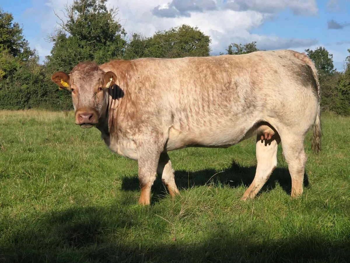 3 incalf heifers *Ballinasloe Mart Saturday 3rd* - Image 1