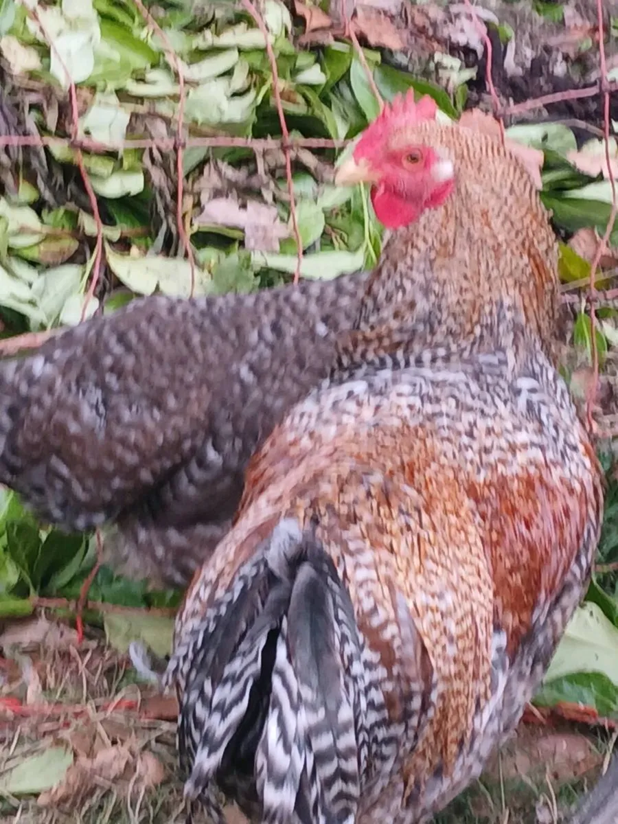 Bielefelder male - Image 1