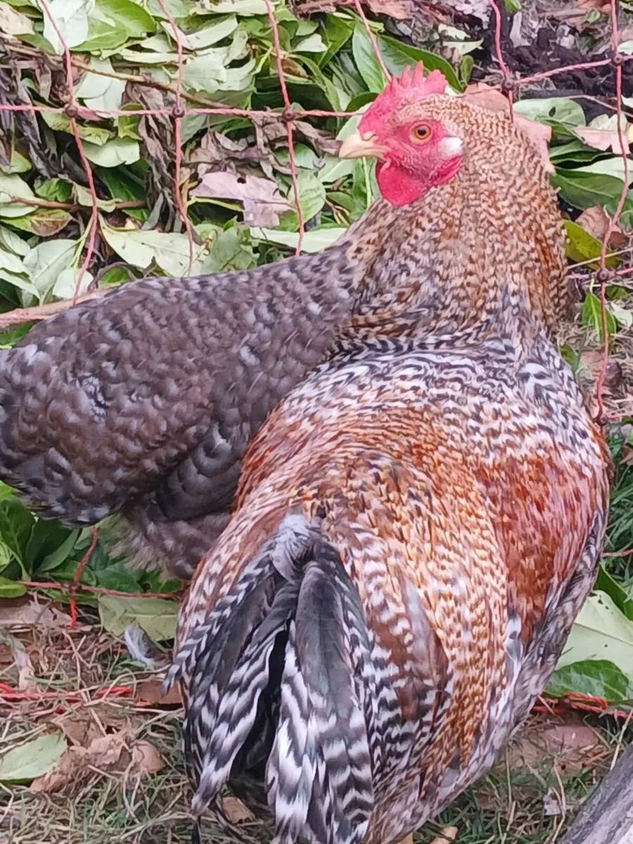 Bielefelder male - Image 2