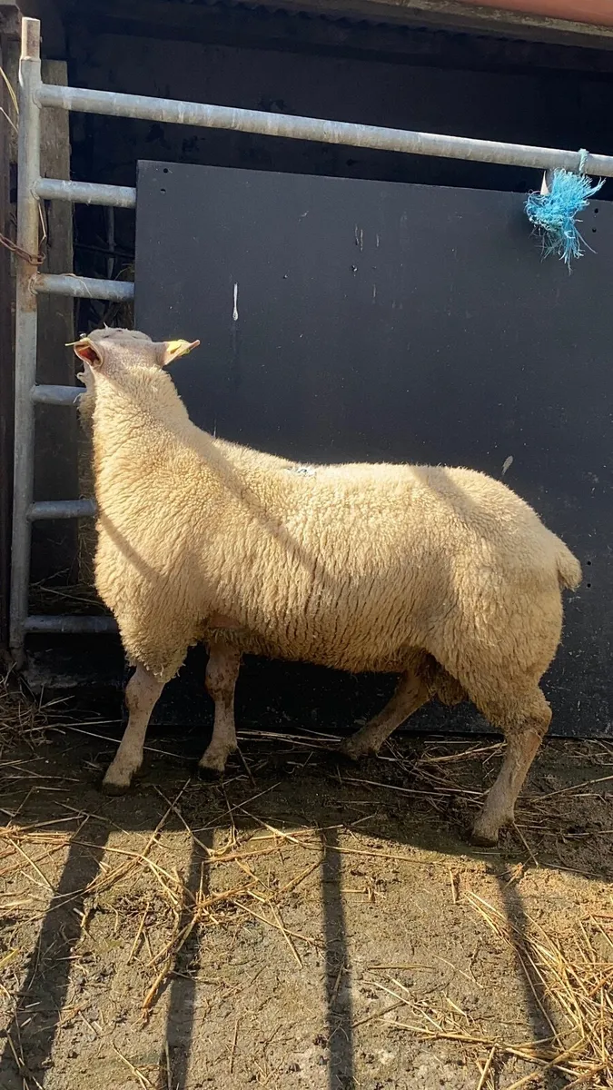 Pedigree Registered Charollais Ram Lamb - Image 2