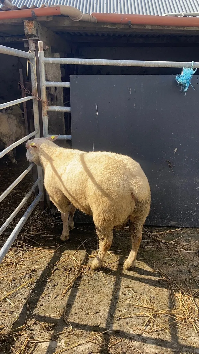 Pedigree Registered Charollais Ram Lamb - Image 3