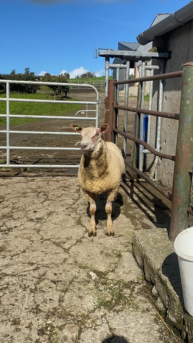 Pedigree Registered Charollais Ram Lamb - Image 4