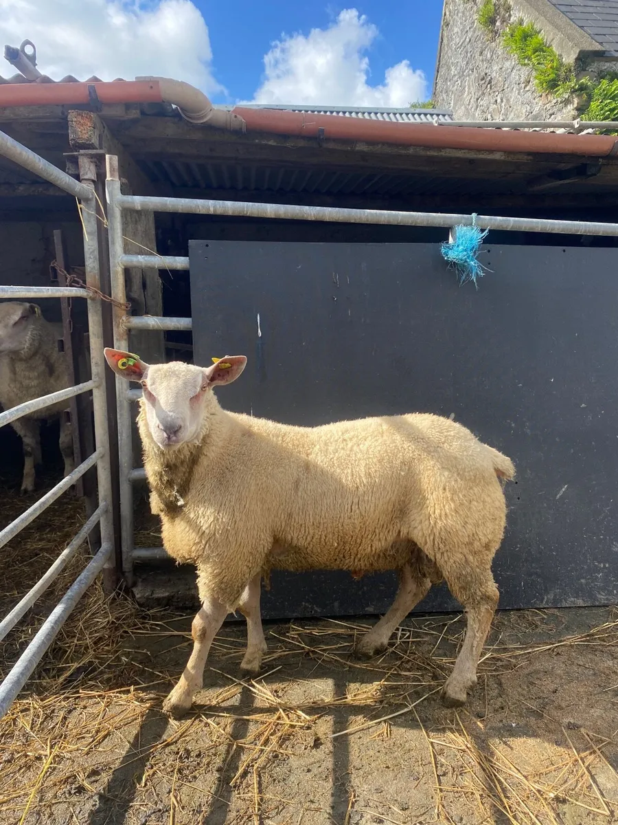 Pedigree Registered Charollais Ram Lamb - Image 1