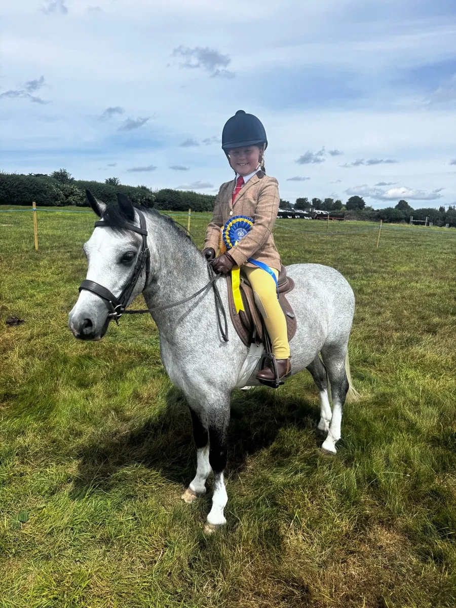 Fabulous lead rein/ first ridden pony - Image 1