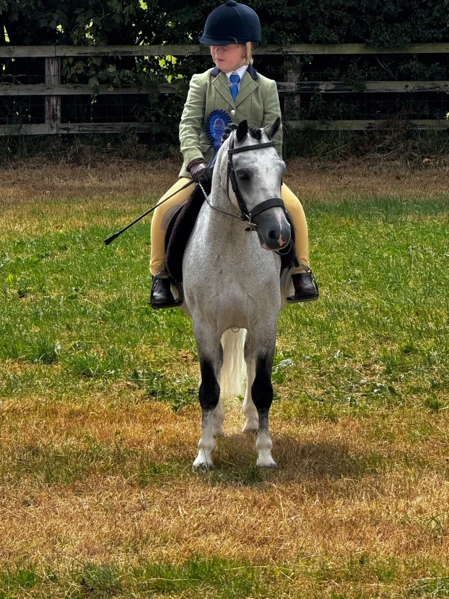 Fabulous lead rein/ first ridden pony - Image 4