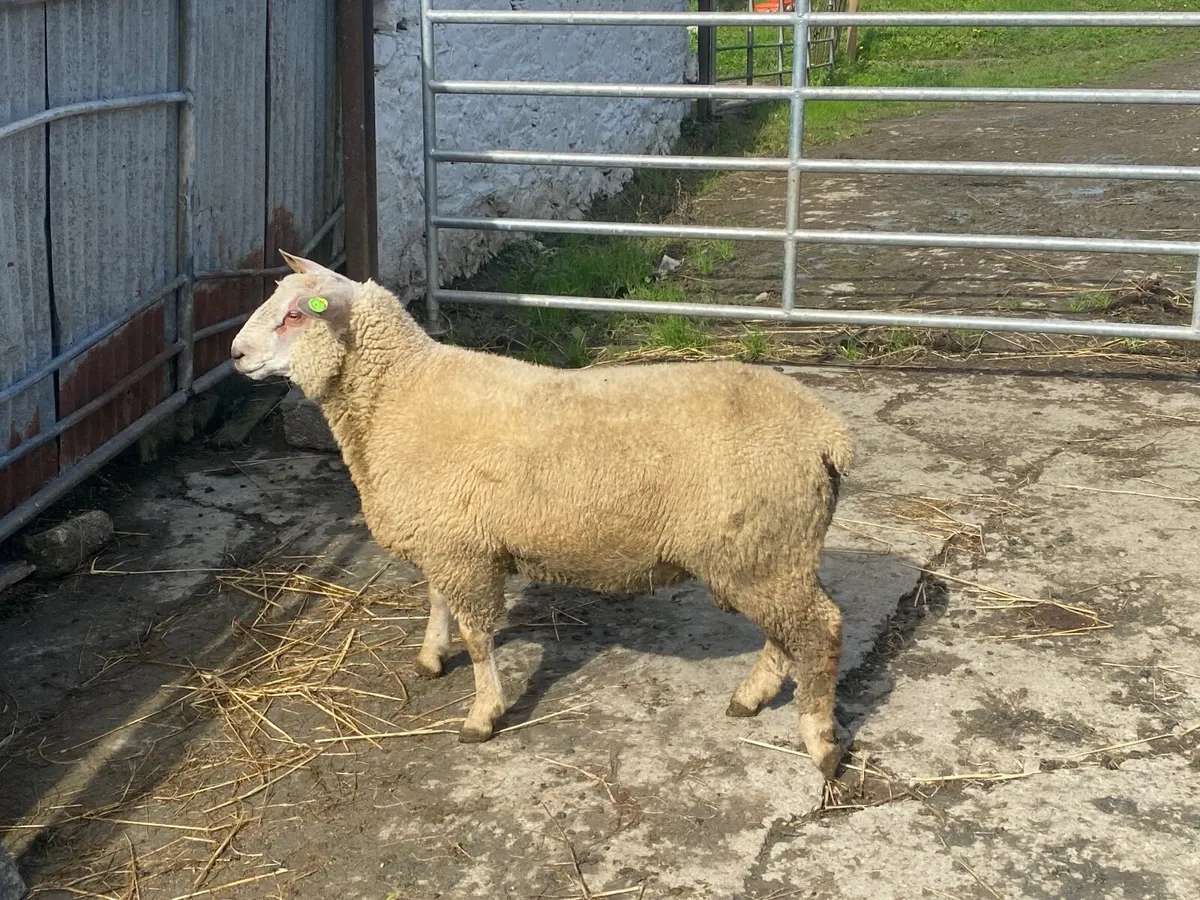 Pedigree Registered Charolais Ram Lamb - Image 1