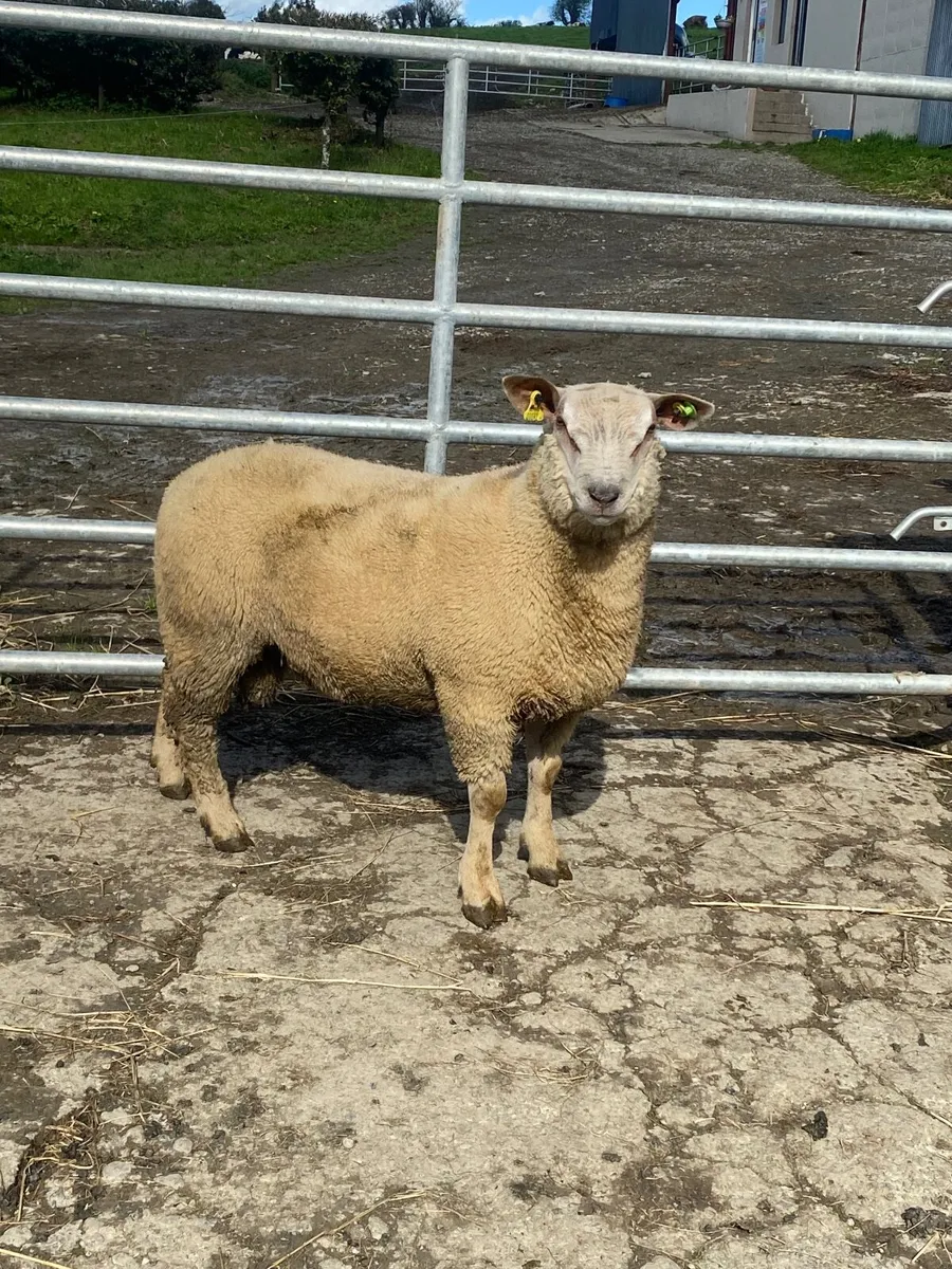 Pedigree Registered Charolais Ram Lamb - Image 2