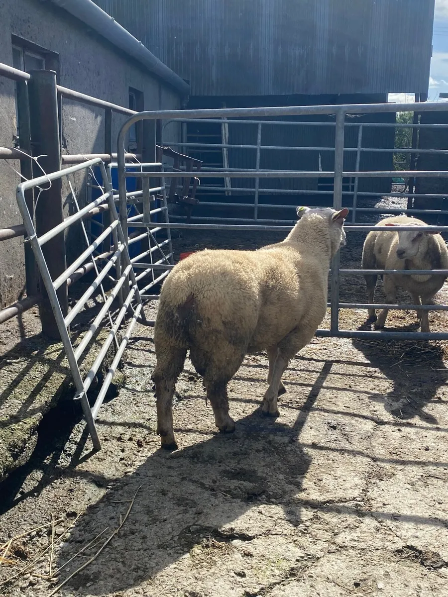 Pedigree Registered Charolais Ram Lamb - Image 3